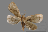 ǦW:Zanclognatha sp.