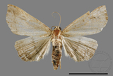 ǦW:Zanclognatha sp.