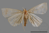 ǦW:Zanclognatha sp.