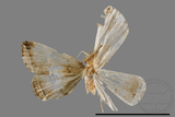 ǦW:Zanclognatha heleusalis