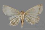 ǦW:Zanclognatha heleusalis