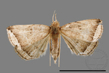 ǦW:Zanclognatha heleusalis