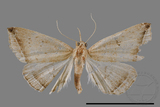 ǦW:Zanclognatha heleusalis