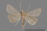 ǦW:Zanclognatha heleusalis