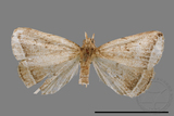 ǦW:Zanclognatha heleusalis