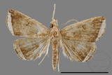 ǦW:Zanclognatha heleusalis