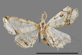 ǦW:Herminia sp.