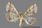 ǦW:Herminia sp.