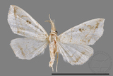 ǦW:Herminia sp.