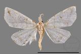 ǦW:Herminia sp.