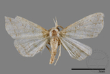 ǦW:Herminia sp.