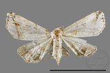 ǦW:Herminia sp.