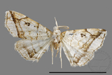 ǦW:Herminia sp.