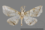 ǦW:Herminia sp.