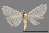 ǦW:Herminia sp.