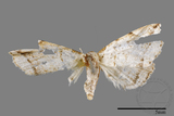 ǦW:Herminia sp.