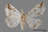 ǦW:Herminia sp.