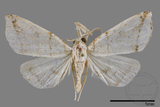 ǦW:Herminia sp.