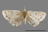 ǦW:Mixomelia rivulosa