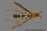 ǦW:Parapolybia varia