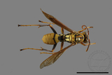 ǦW:Polistes formosanus