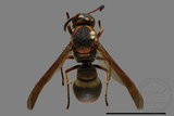 ǦW:Orancistrocerus drewseni nigricapitus