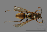 ǦW:Polistes takasagonus