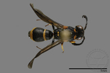 ǦW:Subancistrocerus kankauensis