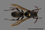 ǦW:Polistes huisunensis