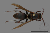 ǦW:Polistes huisunensis