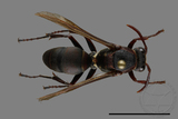 ǦW:Polistes huisunensis