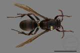 ǦW:Polistes huisunensis