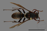 ǦW:Polistes huisunensis