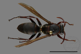 ǦW:Polistes huisunensis