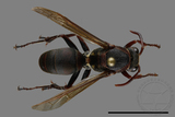 ǦW:Polistes huisunensis