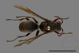 ǦW:Polistes huisunensis