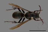 ǦW:Polistes huisunensis