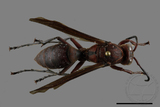 ǦW:Polistes tenebricosus