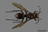 ǦW:Polistes tenebricosus