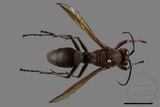 ǦW:Polistes tenebricosus