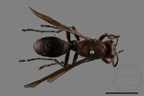 ǦW:Polistes tenebricosus