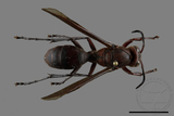 ǦW:Polistes tenebricosus