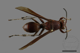 ǦW:Polistes tenebricosus