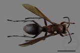 ǦW:Polistes tenebricosus