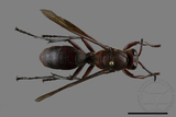 ǦW:Polistes tenebricosus