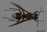 ǦW:Polistes tenebricosus