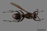 ǦW:Polistes tenebricosus