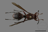 ǦW:Polistes tenebricosus