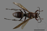 ǦW:Polistes tenebricosus