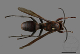 ǦW:Polistes tenebricosus